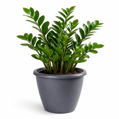 Mega Collections Plantenpot / bloempot Essence Lima - kunststof - donkergrijs - binnen/buiten - D50 x H40 cm
