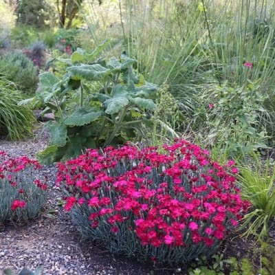 25 x Steenanjer Roze - Bodembedekker Winterhard - Dianthus deltoides Brilliant in 9x9cm pot met hoogte 5-10cm