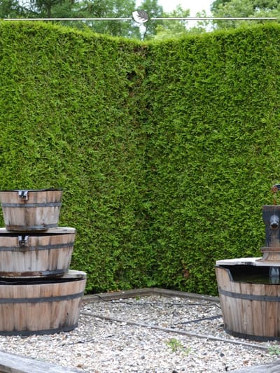 Westerse Levensboom Thuja Brabant 180-200 cm in Pot, 5x Haagplant