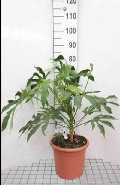 Fatsia poly. 'Green Fingers' - Vingerplant 60- + cm in pot