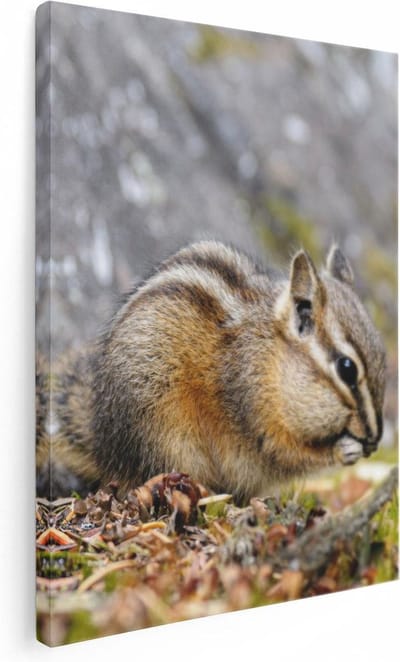 Artaza Canvas Schilderij Dieren - 30x40 cm - Klein - Muurdecoratie Eekhoorn - Wanddecoratie Bos - Kamer Accessoires