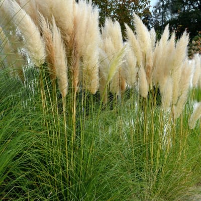 Bloomique - Set van 3 - Cortaderia Selloana White Plume - Wit Pampasgras - Tuinplant - Siergras - Winterhard - Vaste plant - 10-20 cm hoog - Pot 9 cm