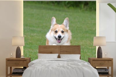 Behang - Fotobehang Rennende corgi - Breedte 240 cm x hoogte 240 cm