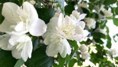 Philadelphus coronarius - Boerenjasmijn Of Welriekende Jasmijn 60- 80 cm in pot
