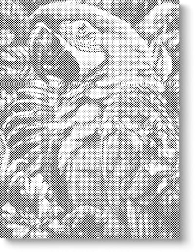 Papegaai | Dot painting | 40x50cm | Dot painting | Oh My Dotz | Dots stippen | Diamond painting & Schilderen op nummer alternatief | Happy hobby