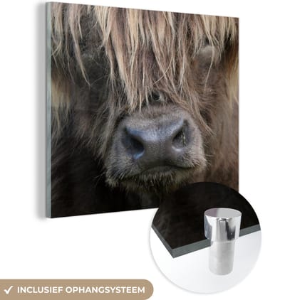 MuchoWow® Glasschilderij 50x50 cm - Schilderij acrylglas - Schotse Hooglander - Bruin - Neus - Foto op glas - Schilderijen