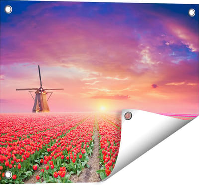 Gards Tuinposter Rode Rozen Bloemenveld met een Windmolen - 50x40 cm - Tuindoek - Tuindecoratie - Wanddecoratie buiten - Tuinschilderij