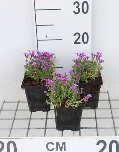 6x Aubrieta - Aubrieta hybr. 'Hamburger Stadtpark' | 9x9 cm pot