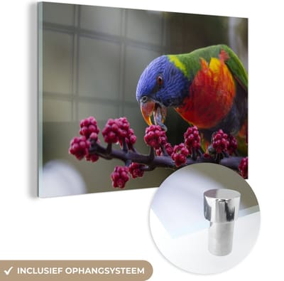 ® Glasschilderij 180x120 cm - Schilderij acrylglas - Lori van de Blauwe Bergen voedt zichzelf - Foto op glas - Muurdecoratie woonkamer - Wanddecoratie slaapkamer - Schilderijen