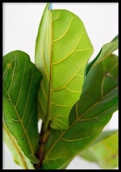 Poster Vioolbladplant - 50x70cm - Poster Natuur