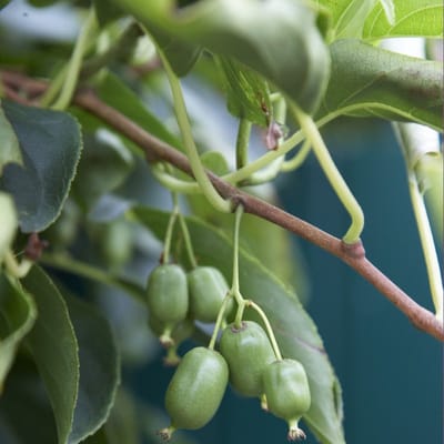 4 x Zelfbestuivende Kiwiplant Issai - Winterharde Klimplant en Fruitplant - Actinidia arguta 'Issai' in C2(liter) pot met hoogte 50-60cm
