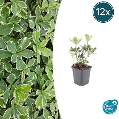 Tuinplantenshop.com | Pachysandra term. 'Variegata' | 12 stuks - Ø9cm - 10-25cm hoog - Tuinplant