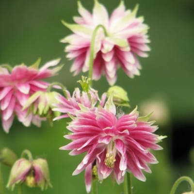 Nora Barlowakelei (Aquilegia Nora Barlow) - Aquilegia Barlow Roze - Akelei - Vaste planten - Snijbloemen - Zomerbollen - bloeit in Mei / Juni / Juli