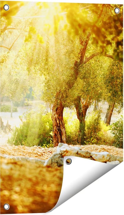 Gards Tuinposter Olijfbomen - Olijfboomgaard - 40x60 cm - Tuindoek - Tuindecoratie - Wanddecoratie buiten - Tuinschilderij