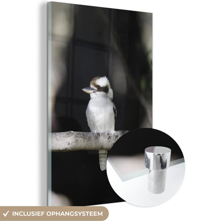 ® Glasschilderij 120x180 cm - Schilderij acrylglas - Een kookaburra past met haar vacht precies bij de tak waarop hij zit - Foto op glas - Muurdecoratie woonkamer - Wanddecoratie slaapkamer - Schilderijen
