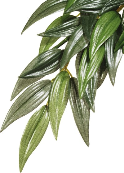 Exo terra ruscus