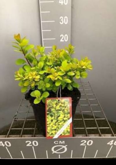 2 x Spiraea bet. 'Tor Gold' - Spierstruik , Sneeuwspirea 30- 40 cm in pot