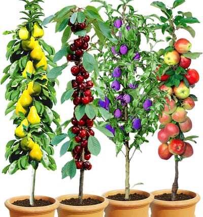 Planten Zuilfruit Collectie - Fruitbomen Collectie - Kleine Tuin Balkon - Ruimtebesparend Slankgroeiend - Ca 250cm Hoog