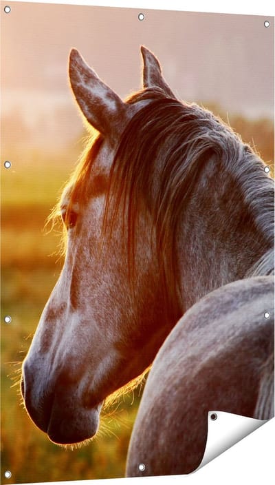 Gards Tuinposter Paard in de Weide tijdens Zonsondergang - 80x120 cm - Tuindoek - Tuindecoratie - Wanddecoratie buiten - Tuinschilderij