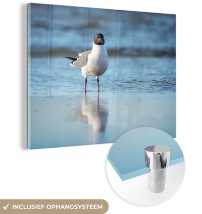 ® Glasschilderij 160x120 cm - Schilderij acrylglas - Reflectie van een lachmeeuw in het rustige water - Foto op glas - Muurdecoratie woonkamer - Wanddecoratie slaapkamer - Schilderijen