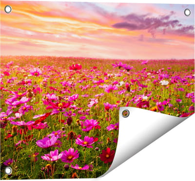 Gards Tuinposter Kleurrijke Kosmos Bloemenveld - 50x40 cm - Tuindoek - Tuindecoratie - Wanddecoratie buiten - Tuinschilderij
