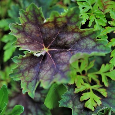 Harige purperklokje (Heuchera villosa var. macrorrhiza) - Heuchera villosa macrorrhiza - Purperklokje - Vaste planten
