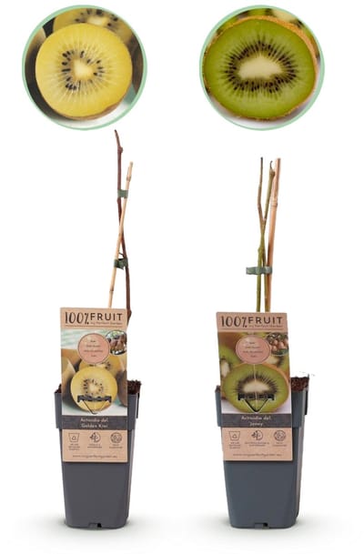 Green boutiQ - Fruitplant - Groene & Gele Kiwi - Actinidia deliciosa Jenny & Golden Kiwi - 2 planten - Pot 15cm Hoogte 50cm