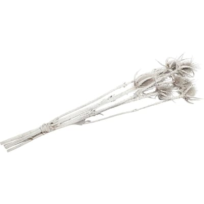 Gedroogde bloemen "Card thistle" - Wit