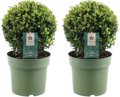 Trendyplants - Ilex crenata 'Jenny' - Buxus bol - 2 stuks - Winterhard - Hoogte 25-45 cm - Potmaat Ø20cm