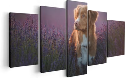 Artaza Canvas Schilderij Vijfluik Retriever Hond Tussen De Lavendel Bloemen - 100x50 - Foto Op Canvas - Canvas Print