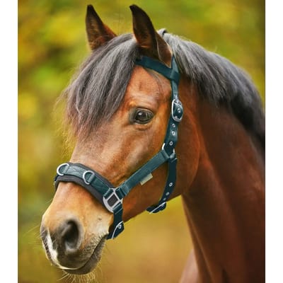 Waldhausen Longeerhalster Economisch Pony Groen