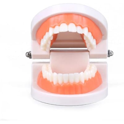 Modèle Dentaire Standard Bon Marché Modèle d'Enseignement des Dents Modèle de Dents en Plastique Pour Dentiste Étudiants en Dentisterie Étudiant Éducation Affichage