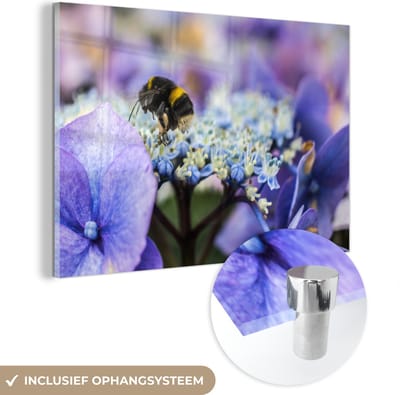 ® Glasschilderij 180x120 cm - Schilderij acrylglas - Hommel opzoek naar voedsel op een kleurrijke Hortensia Bloem - Foto op glas - Muurdecoratie woonkamer - Wanddecoratie slaapkamer - Schilderijen