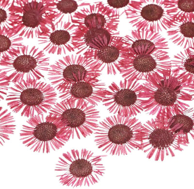Dailygoods - M METERXITY 12 Stuks Gedroogde Geperste Bloemen Voor Hars, Echte Natuurlijke Bloemen Groothandel Voor Ambachten/Zeep/Scrapbooking/Kaarsen/Epoxyhars Supplies [Rood]