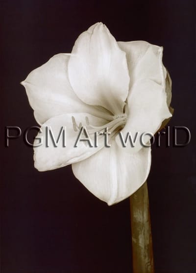 Kunstdruk Prades Fabregat - Bora Bora Flower II 50x70cm