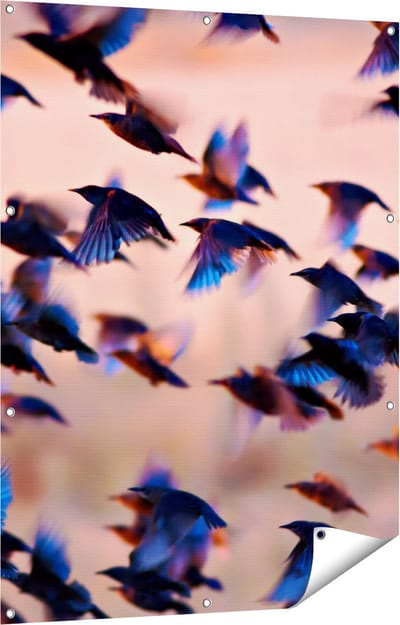Gards Tuinposter Groep Vliegende Blauwe Spreeuw Vogels - 90x120 cm - Tuindoek - Tuindecoratie - Wanddecoratie buiten - Tuinschilderij