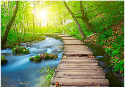Fotobehangkoning - Behang - Vliesbehang - Fotobehang Groen Bos - Green forest - 250 x 175 cm