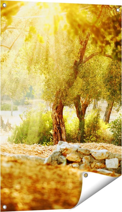 Gards Tuinposter Olijfbomen - Olijfboomgaard - 60x90 cm - Tuindoek - Tuindecoratie - Wanddecoratie buiten - Tuinschilderij