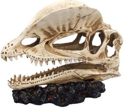 AC Dinosaurus Aquarium Decoratie – Meest verkocht – Prehistorische Schedel voor Aquarium en Terrarium – Realistisch Polyresin Ornament