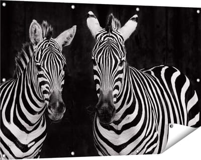Gards Tuinposter Twee Zebra's - Zwart Wit - 120x80 cm - Tuindoek - Tuindecoratie - Wanddecoratie buiten - Tuinschilderij