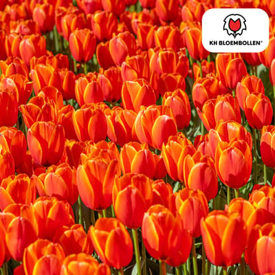 Tuinplantenshop.com | Tulpenbollen 'Dafeng' | 20 stuks | Grote oranje tulpen - Ø5cm - 30-50cm hoog - Bloembol - Tuinplant