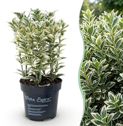 Green boutiQ - 40x Euonymus japonicus White Spire - Kardinaalsmuts - Haagplanten - Groenblijvend - Wit - Groen - Pot 9cm - Hoogte 20-30cm