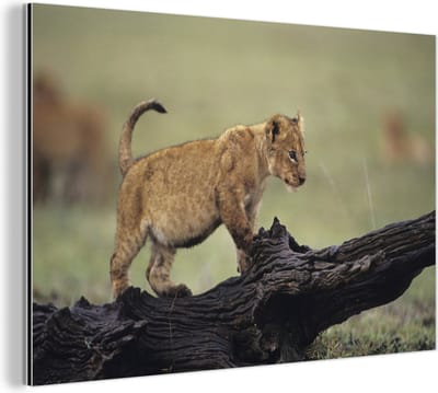 Wanddecoratie Metaal - Aluminium Schilderij Industrieel - Leeuw - Boomstam - Welp - 30x20 cm - Dibond - Foto op aluminium - Industriële muurdecoratie - Voor de woonkamer/slaapkamer