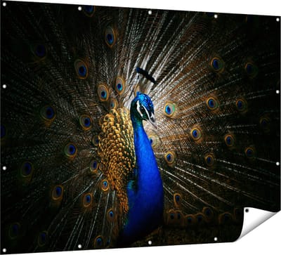 Gards Tuinposter Blauwe Pauw met Grote Veren - 160x120 cm - Tuindoek - Tuindecoratie - Wanddecoratie buiten - Tuinschilderij