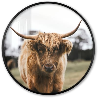 Poster in lijst Rond - Fotolijst 60x60 cm - Posters - Schotse Hooglander - Koe - Gras - Dieren - Natuur - Ronde posterlijst zwart - Decoratie - Wanddecoratie woonkamer - Muurdecoratie slaapkamer