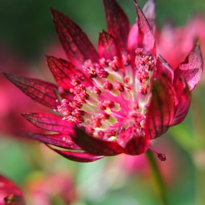 Grote sterrenscherm 'Lars' (Astrantia major Lars) - Zeeuws Knoopje - (Potplant) - Vaste planten - Zomerbollen - Voorjaarsbollen