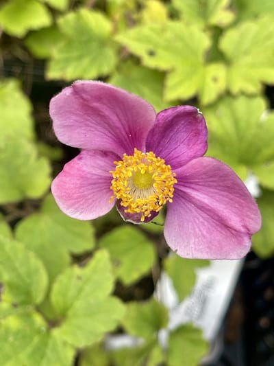 6x Herfstanemoon, Japanse Anemoon - Anemone hupehensis 'Splendens' | 9x9 cm pot
