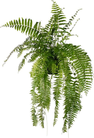 Plantenboetiek.nl | Nephrolepis Macho - Ø20cm - 90-100cm hoog - Kamerplant - Groenblijvend