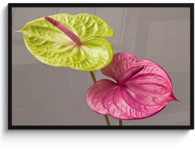 Poster in lijst - Fotolijst 120x80 cm - Posters - Planten - Anthurium - Groen - Roze - Posterlijst zwart - Decoratie - Wanddecoratie woonkamer - Muurdecoratie slaapkamer