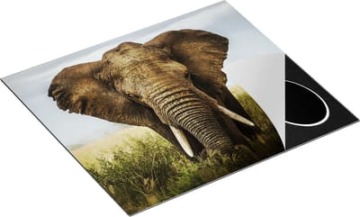 Chefcare Inductie Beschermer Olifant in het Wild - Kleur - 60x50 cm - Afdekplaat Inductie - Kookplaat Beschermer - Inductie Mat